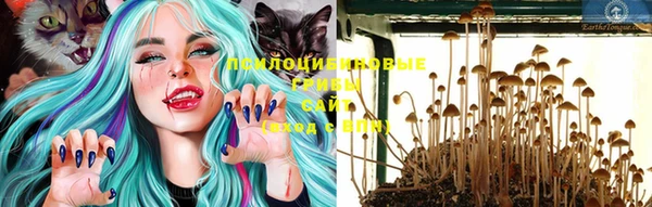 гашик Шали